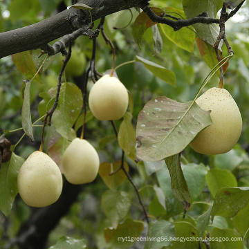 Fresh Ya Pear Wholesale Price